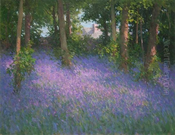 Bluebells, Belvoir Park - view 1