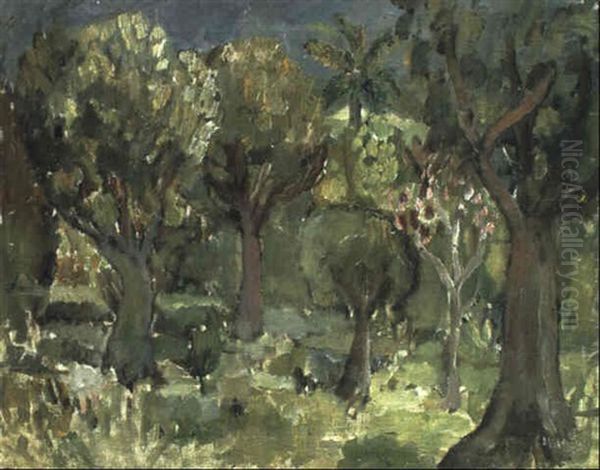 Olivlund - Frankrike - view 1