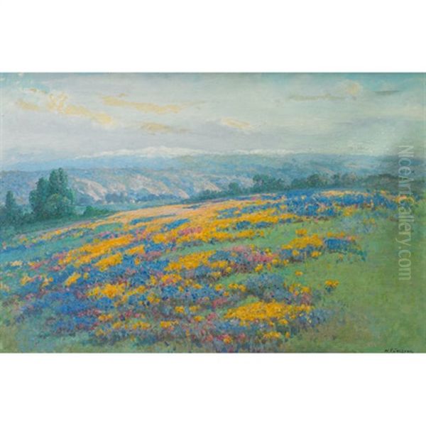 California Field Poppies - view 1
