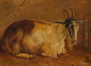 Ruhende Ziege Ruhende Ziege