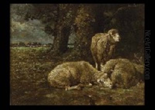 Sheep At Rest - view 1