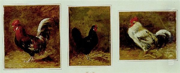 Coq - view 1