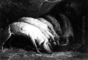 Pigs Drinking From A Trough
