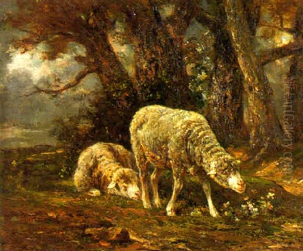Moutons Pres D'une Lisiere De Bois - view 1