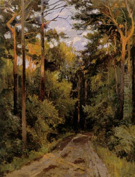 Waldweg Mit Sonnigem Lichteinfall - view 1