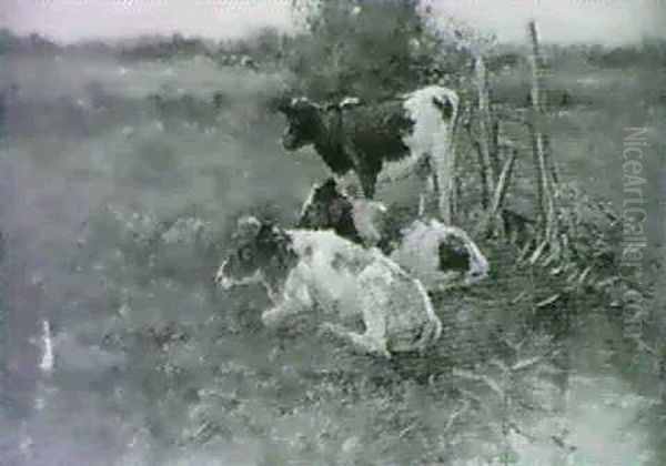 Calves Resting In A Field - view 1