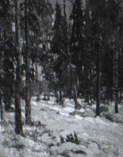 Winter Pine Forest - view 1