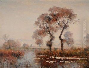 Paysage De Marais