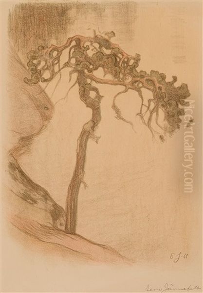 Gnarled Pine, Halosenniemi (1910) - view 1