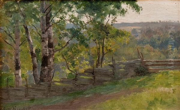 A Birch Grove - view 1