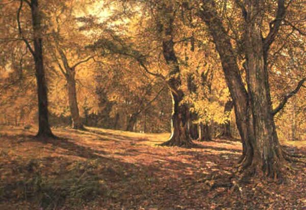 Amongst The Beeches - view 1
