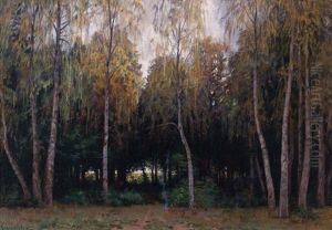 Bouleaux Et Sapins