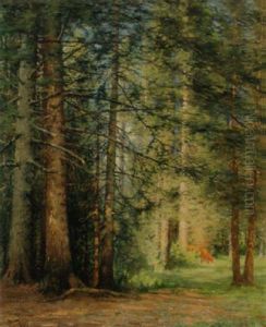 Dans La Foret De Sapins A La Joux Perret