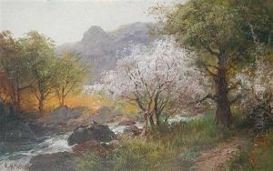 Hawthorn Near The Doverstone, Bickleigh, Devon