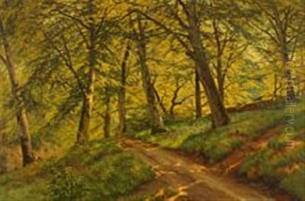 A Scene From Marselisborg Forest - view 1