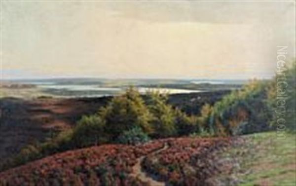 Hills With Heather Near Silkeborgsoerne, Denmark - view 1