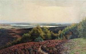Hills With Heather Near Silkeborgsoerne, Denmark