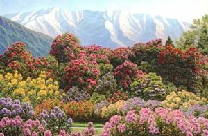 Blomstrende Rhododendron I Alperne, I Baggrunden Sneklaedte Bjerge by Henrik Gamst Jespersen