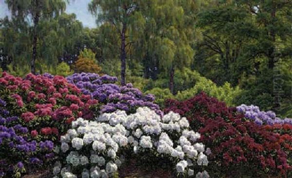 A Rhododendron Garden - view 1