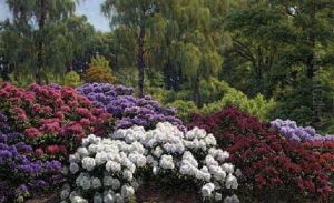 A Rhododendron Garden by Henrik Gamst Jespersen