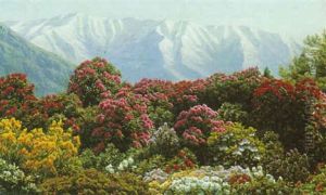 Rhododendrons In Snowy Highlands by Henrik Gamst Jespersen