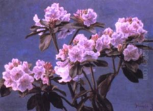 Rhododendron Rhododendron