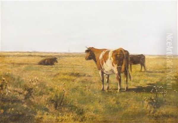 Rinder Auf Sommerwiese - view 1