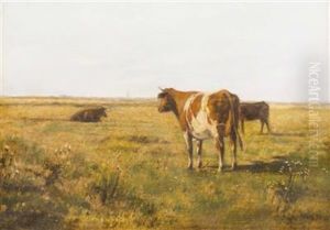 Rinder Auf Sommerwiese Rinder Auf Sommerwiese