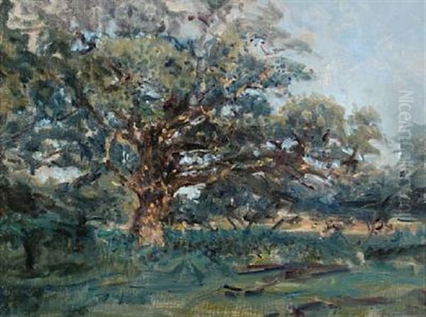 A Large Oak Tree - view 1