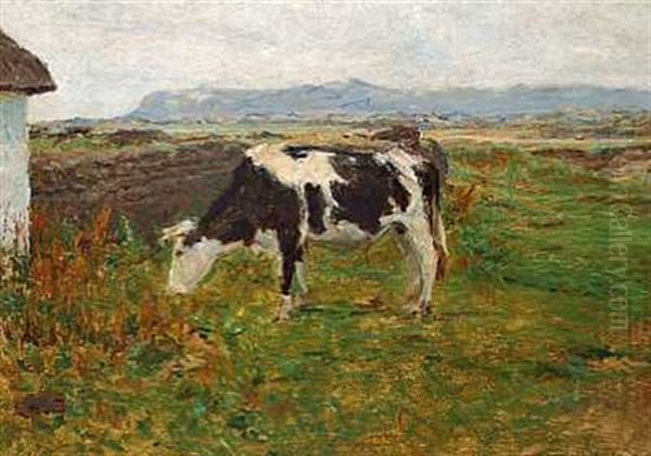 En Graessende Ko Pa Kuperede Marker I Svinklov, Jylland - view 1