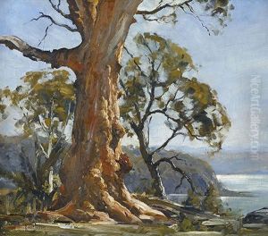 Angophora, Avalon Heights by Robert Johnson