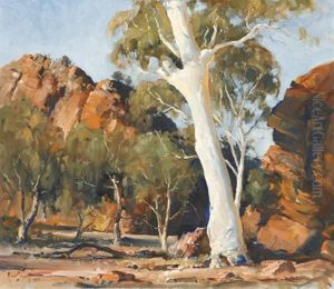 Flinders Range Ghost Gum