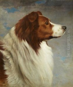Collie Head by David Johnson