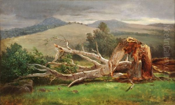 A Birch, Lancaster, New Hampshire (study) - view 1