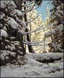 Snow Laden, Northern Ontario by Francis Hans Johnston