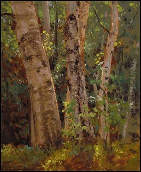Group Of Birches - view 1