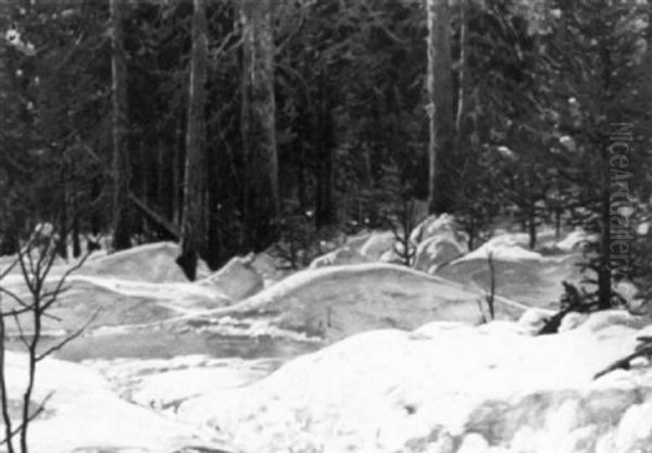 The Onoman Forest - view 1