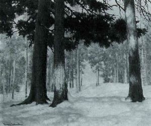 Pine Shadows