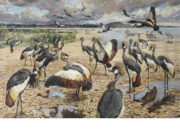 A Congregation Of Crowned Cranes - view 1