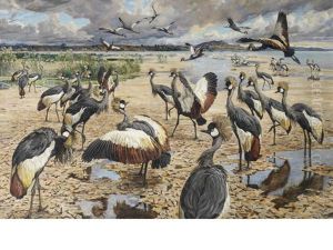 A Congregation Of Crowned Cranes