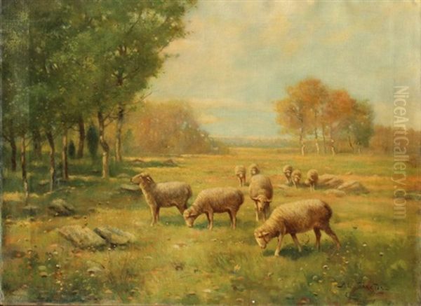 Sheep - view 1