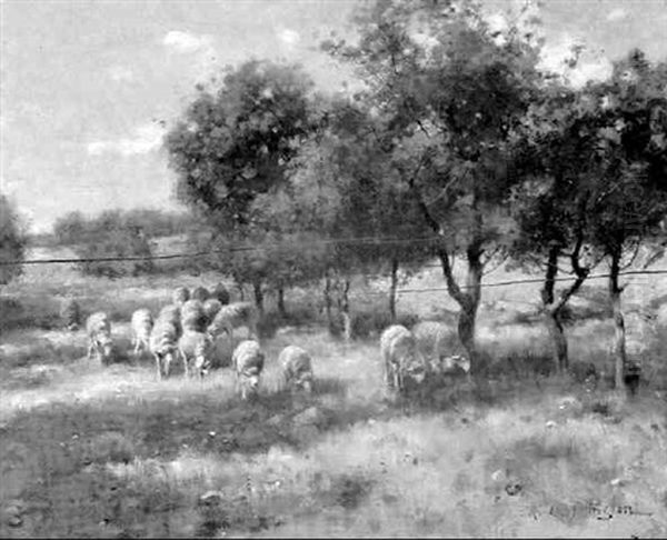 Sheep In A Lush Pasture - view 1