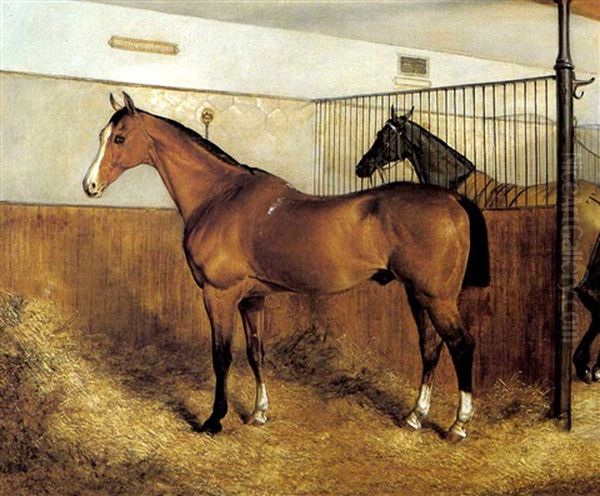 'imperator', A Light Bay Hunter, In A Stable With Another Horse - view 1