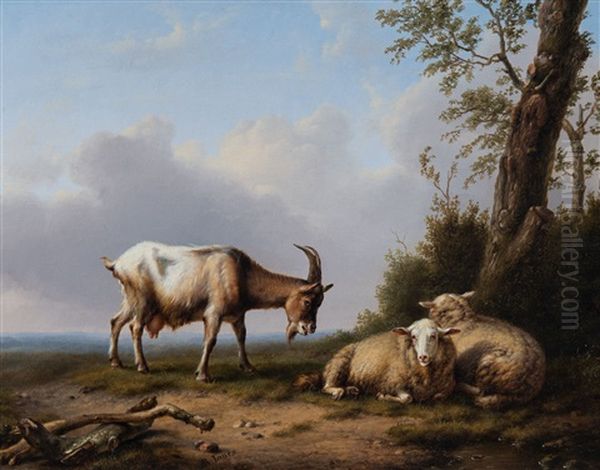 Goats And Sheep - view 1