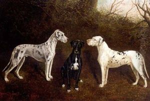 The Great Danes, "highfield Schamberg, Highfield Bess," And "highfield Viking", The Property Of George Ray Esq. Of Highfields, Nantwich The Great Danes, "highfield Schamberg, Highfield Bess," And "highfield Viking", The Property Of George Ray Esq. Of Highfields, Nantwich