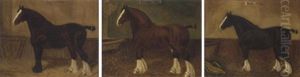 "beauty", A Shire Horse