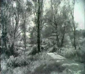 Sun Raked Forest Path Sun Raked Forest Path