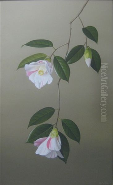 Pink And White Camellias (carillon) (study) - view 1