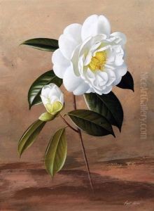 White Camellia