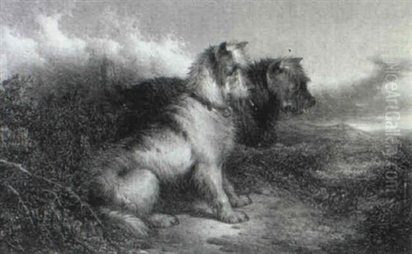 Norfolk Terriers (a Pair) - view 1